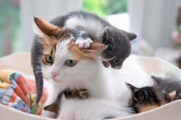 刚出生的小猫咪太虚弱无法吃奶,猫咪生育生病小猫咪还能吃奶吗