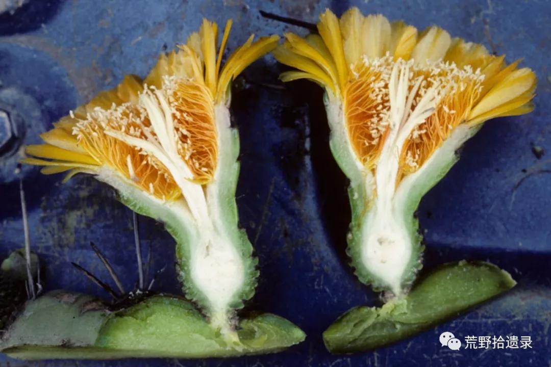 为什么不把蝙蝠除掉,蝙蝠带病毒为啥不把蝙蝠给灭绝