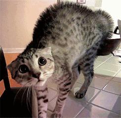 行走的蒲公英猫咪照片,行走的蒲公英猫品种