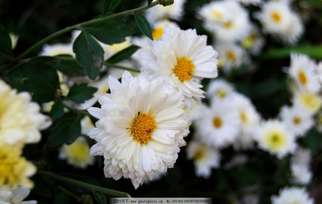 野生的山菊花是不是叫野菊花,野生菊花与菊花区别