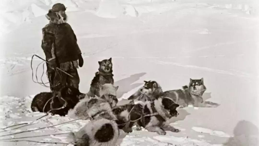 如果要找工作，你家傻狗除了卖萌还能干什么？