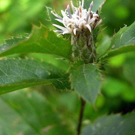 北苍术防止根腐病用啥药,苍术根腐病对苍术的危害