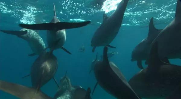 海豚湾被吐槽视频,海豚湾充满争议