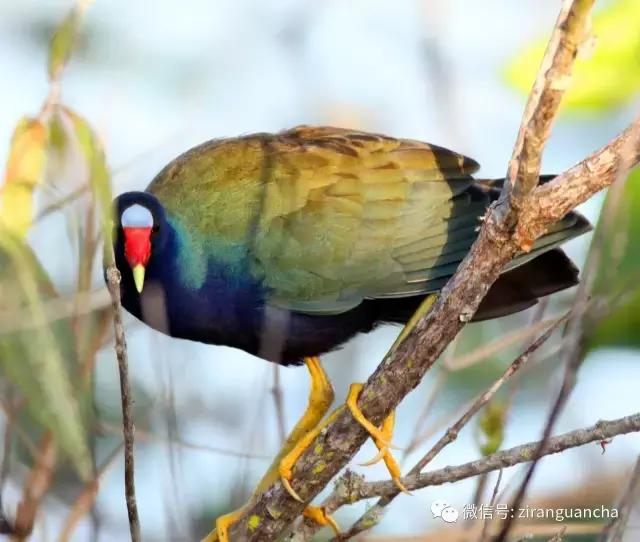 美洲有几种猛禽,美洲三大动物