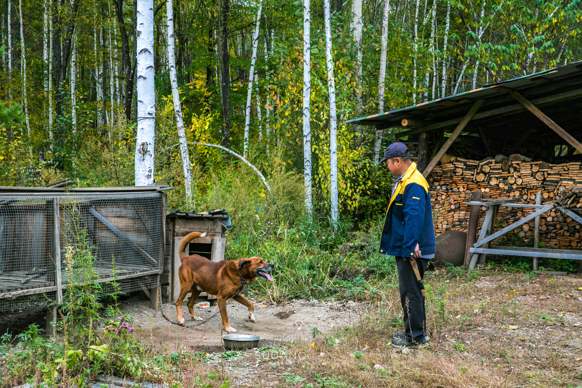 长白山百年野生人参为什么贵,长白山人参最好在哪里