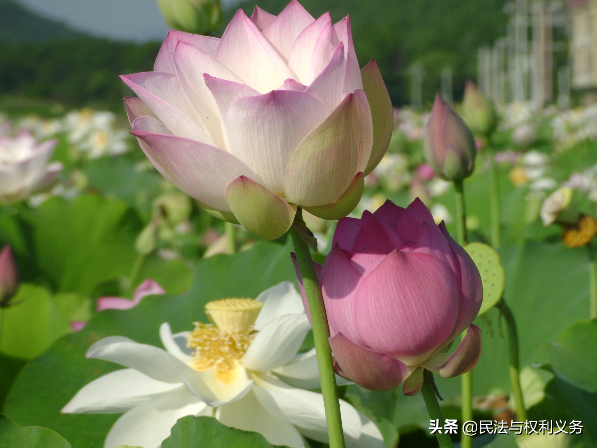 受让方拒不付清房子的余款，出让方有权解除合同吗？