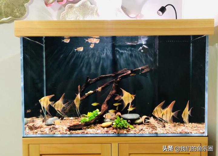 鱼缸过滤器最新款一米二缸,圆鱼缸过滤器最新款免换水