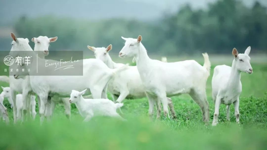 羊奶产业有了新的发展春天,羊奶行业前景及目前市场环境