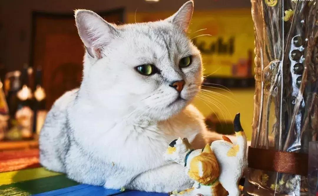 在西安吃火锅这8家店吃到过瘾,西安最好吃的十大火锅