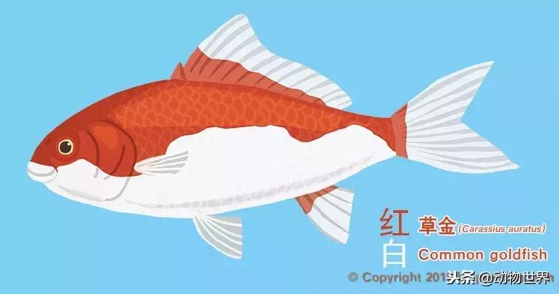 草金金鱼怎么养,草金咬金鱼