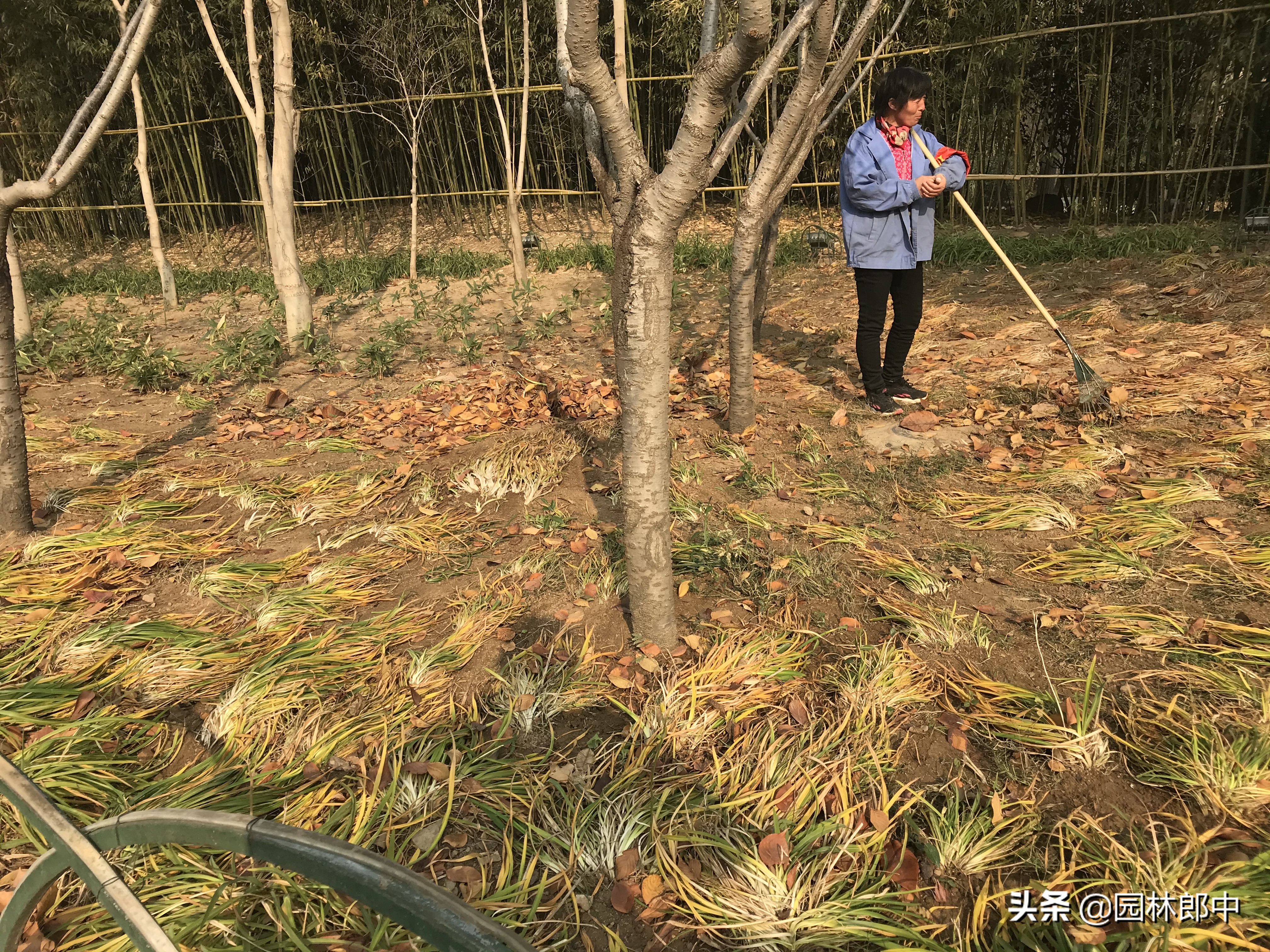 苗木防冻最简单的方法,苗木清园用药