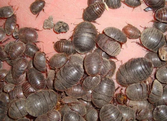 2022年土元养殖前景,土元养殖技术视频