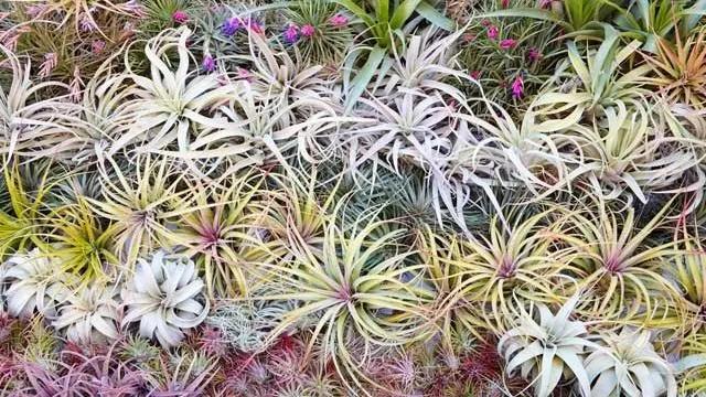 空气凤梨怎么固定,空气凤梨怎么控形