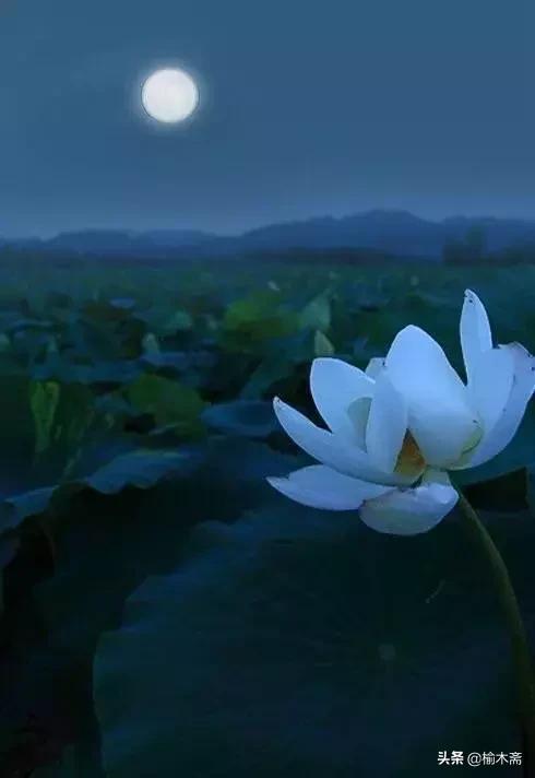 夏夜诗词佳句:松间小槛接波平,月澹烟沉暑气清