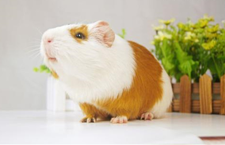 短逆毛荷兰猪可以养到几岁,养荷兰猪需要准备什么东西