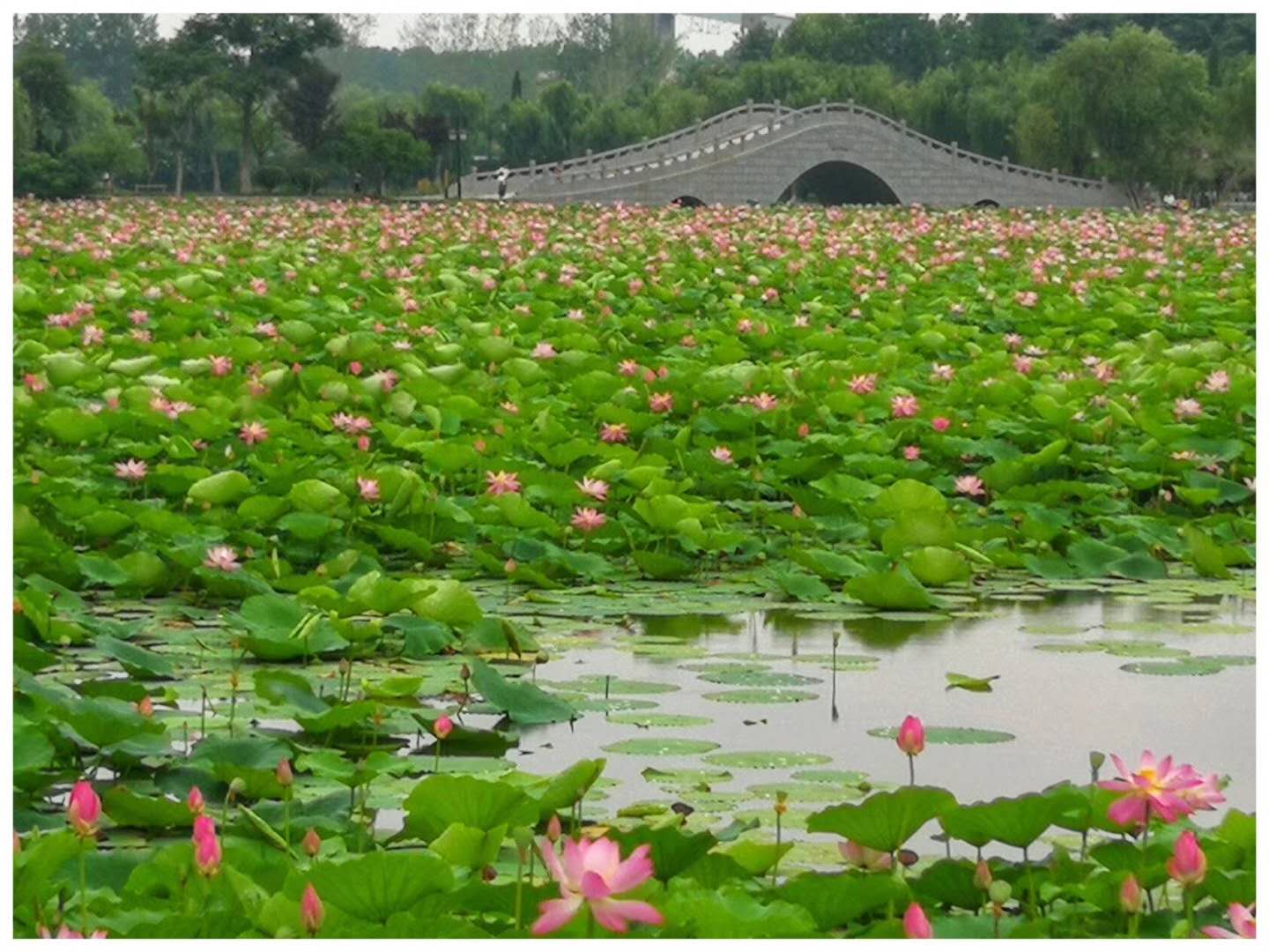 中国最纯净的淡水湖,国内的十大淡水湖