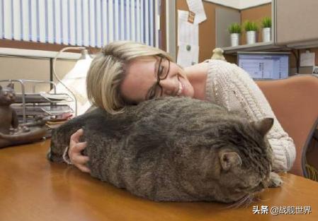 鸭类鸭类,鸭类品种大全