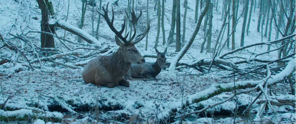 匈牙利十大惊艳影片,匈牙利国宝级电影