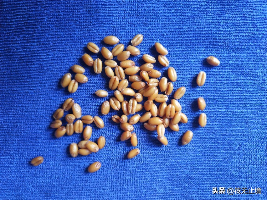 卡麦子过时了吗？解析小矶杆长子线的实际运用