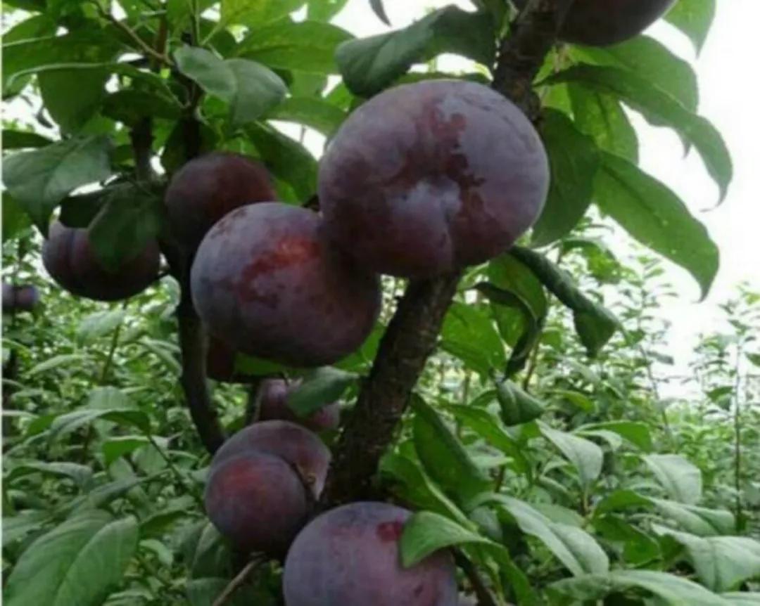 黑巨王李种植密度,黑李子怎么种植高产