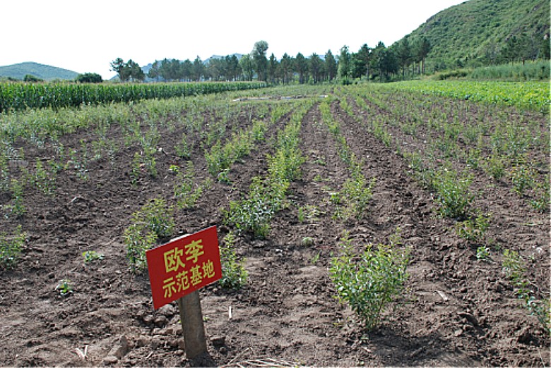 农村发现的这种野果你吃过吗,哪些野果是钙果