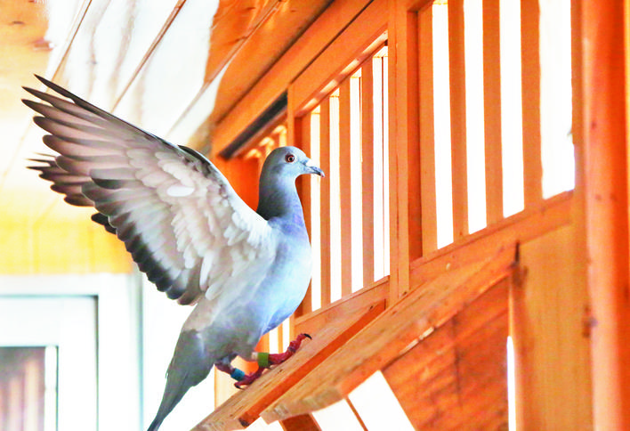 忻州高手:“鸽痴”周俏龙