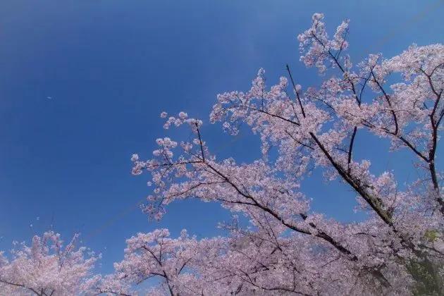 基础拍照构图教学,基础拍风景构图方法和技巧