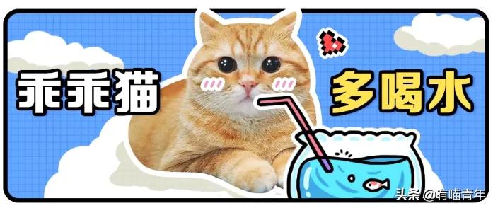 小奶猫的危害视频,小奶猫有什么危险