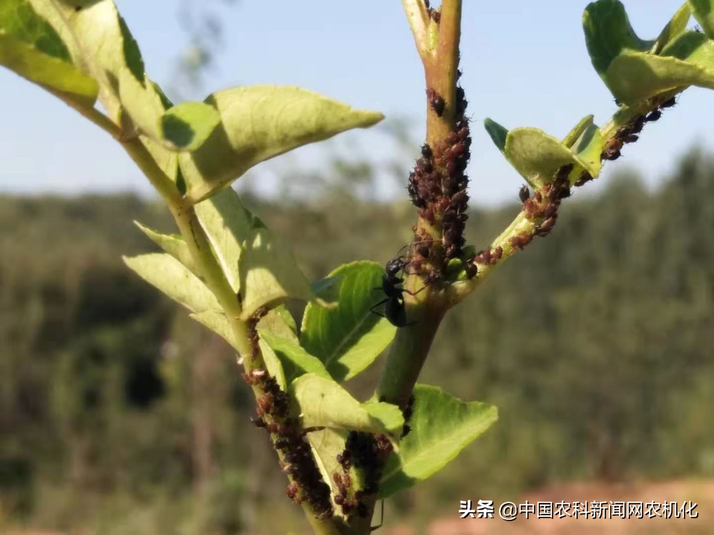 花椒蚜虫怎么治效果最好配方,氯氟啶虫脒可用于花椒防治蚜虫吗