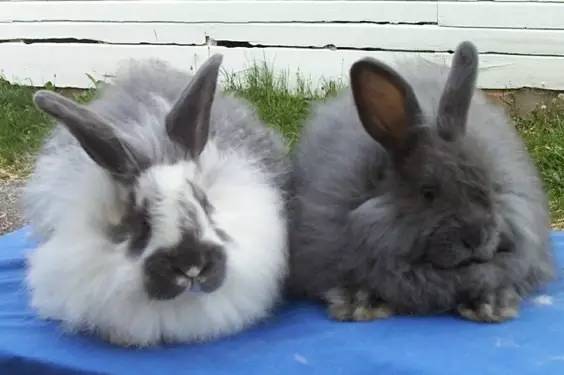 十种你肯定没见过的动物,令人惊艳的17种动物绝对罕见