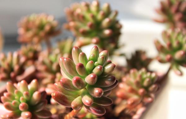 虹之玉变成绿色是什么原因,虹之玉叶片变黑是怎么回事