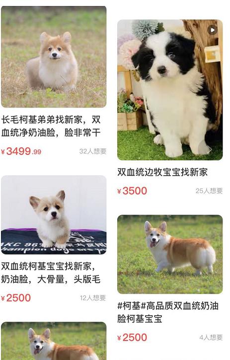 分享在咸鱼转转等二手平台上买狗狗的4种套路，80%的人都会被坑