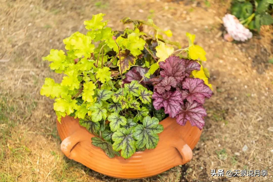 适合北阳台种的花园,采光差适合什么藤本月季