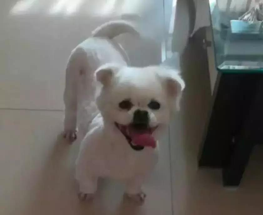 给它们一个家|线上宠物领养日,201903101