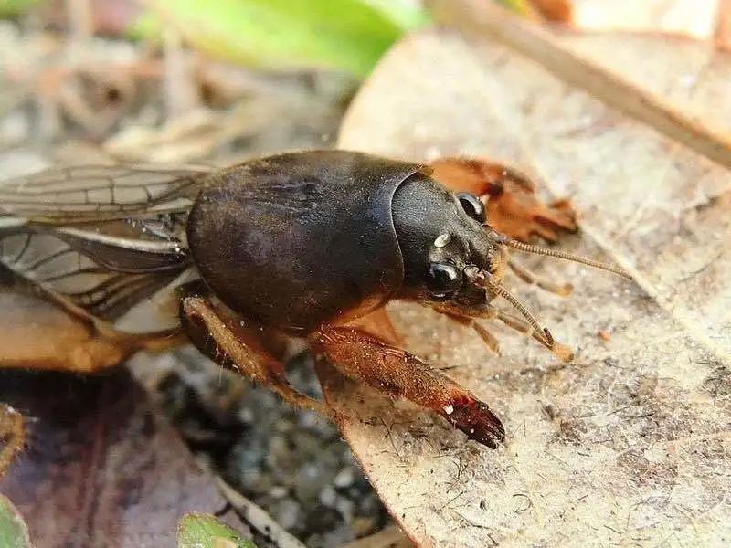 地上害虫怎样防治,土地地下害虫怎么防治