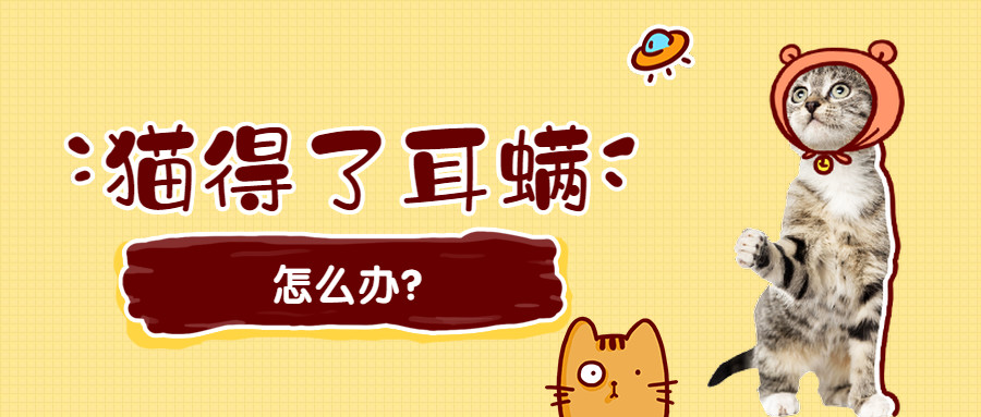 猫猫挠耳朵一定是耳螨吗,猫咪耳螨耳朵上挠秃有疤要涂药吗