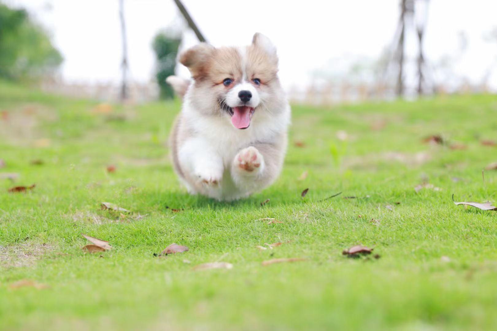 买回来的狗狗一天到晚狂吠不止，你的胡乱操作会把他变成流浪狗