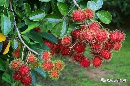 西双版纳这些奇特的水果，作为吃货的你都吃过哪些