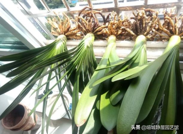 君子兰移盆时间和方法,君子兰上盆后多久开始进入生长期