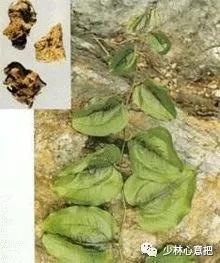 中药图片大全名称,中药图片大全带药名高清