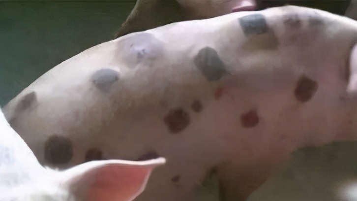 猪丹毒病如何治疗,养猪丹毒怎么防治