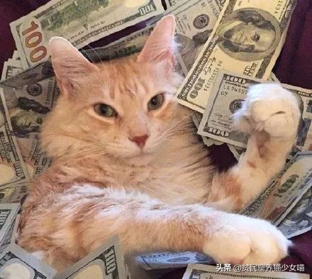 猫来穷狗来富有用吗,猫来穷狗来富真正的意义是什么