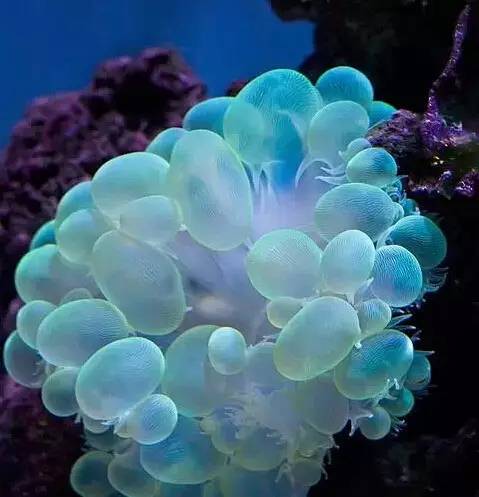 五彩斑斓的海底,五彩缤纷的海底世界介绍