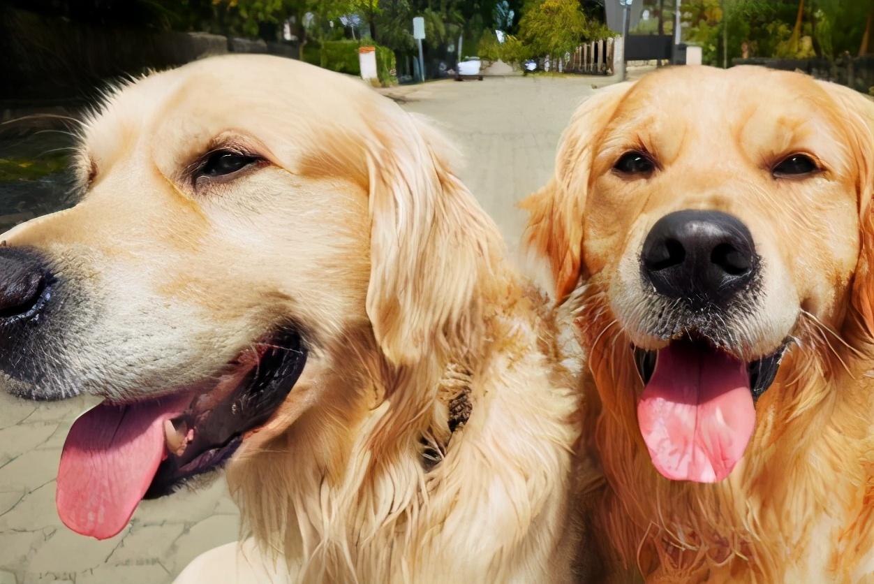 主人收拾两只犯错的狗,主人犯错金毛开启护娃模式