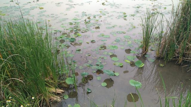 中山崖口美食推荐,崖口村煲仔饭云吞团购