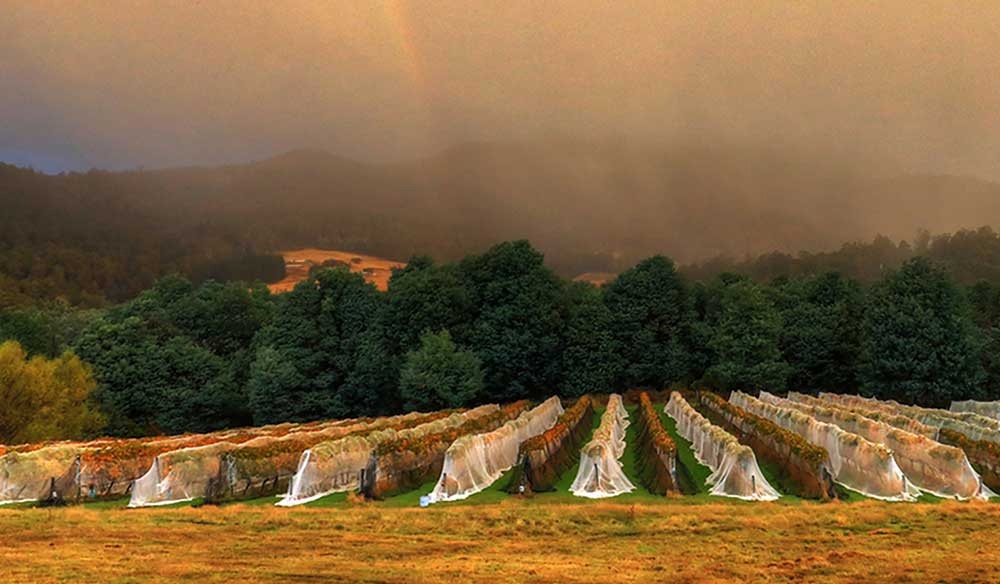 德国最适合旅游的十大酒庄,塔斯马尼亚岛最美的地方