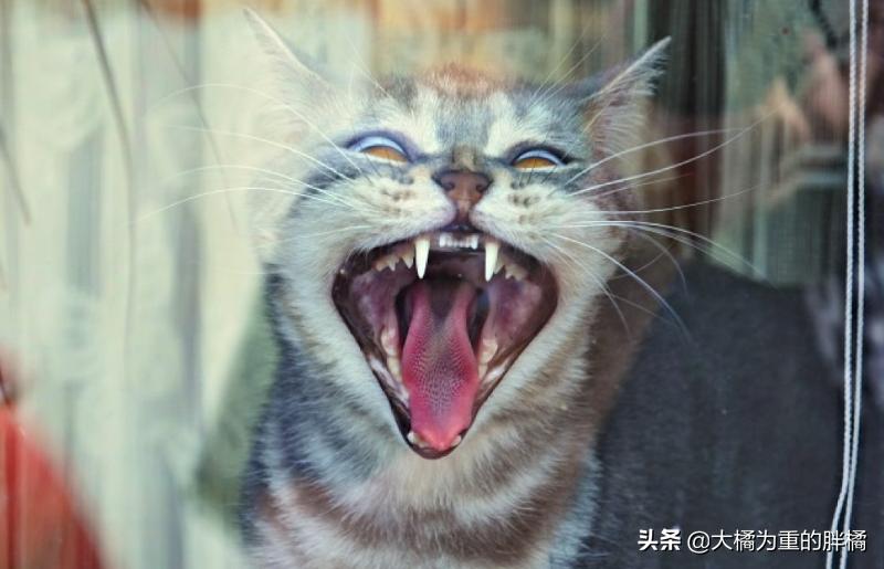 公猫总是叫唤个不停怎么回事,公猫老是叫个不停为什么