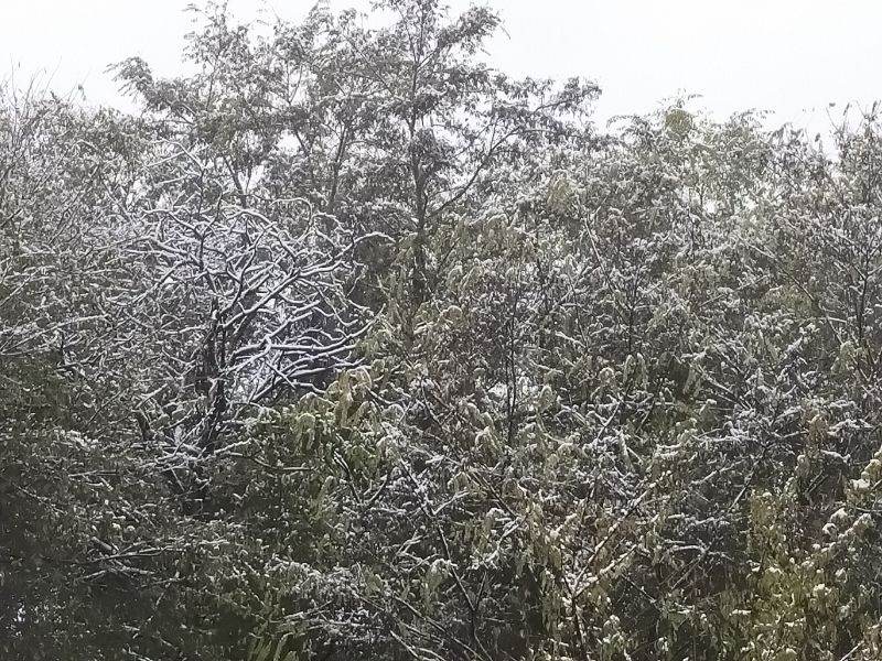 陇上的秋雪