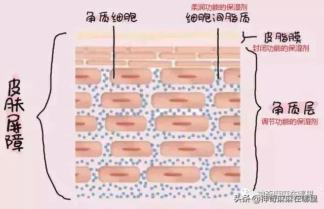 bbc沙棘面霜 (老爸评测bbc面霜)