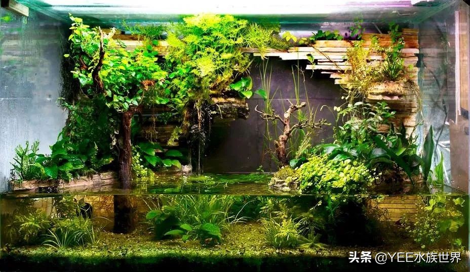 鱼缸养绿萝入缸前如何转水,绿萝转水